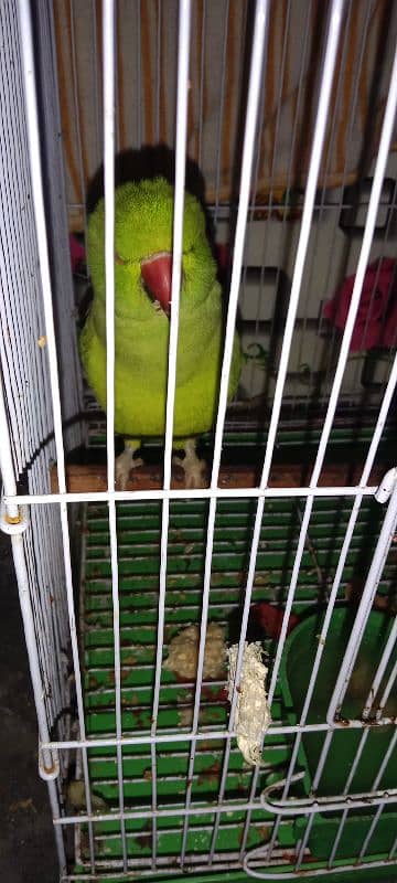 Parrot and cage for sale 1