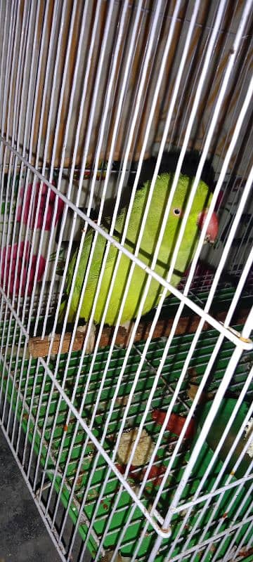 Parrot and cage for sale 2