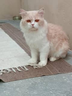 Persian triple coat Male golden colours 1 year 6 month age