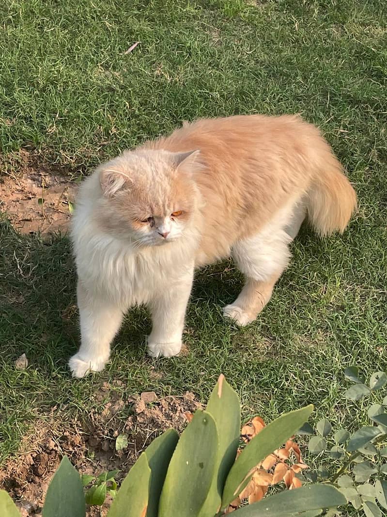 Persian triple coat Male golden colours 1 year 6 month age 1