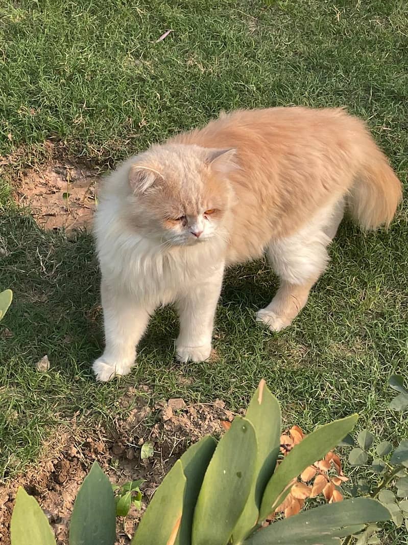 Persian triple coat Male golden colours 1 year 6 month age 2