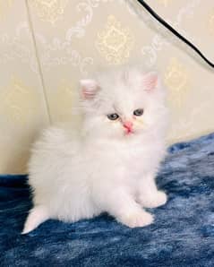 high quality kitten|Punch face Kittens|persian cat|cute|tripple|fluffy