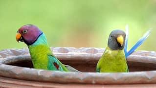 Plum head parakeet parrots pair