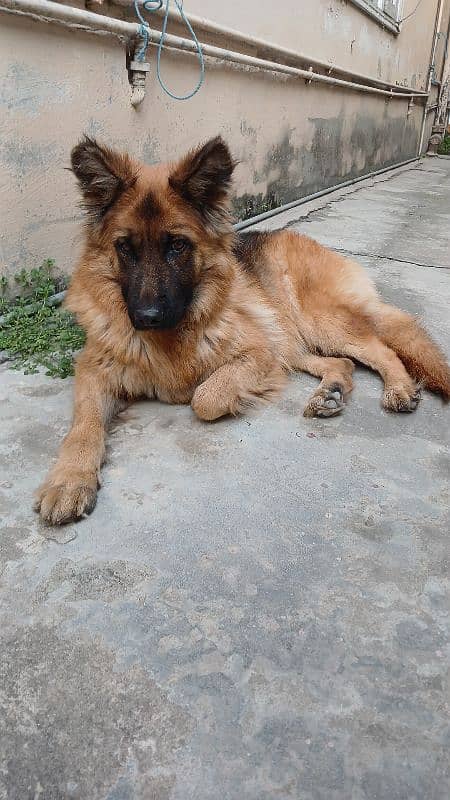 Long coat German Shepherd Breeder 1