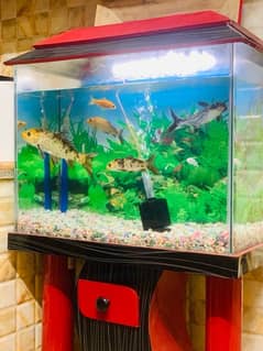 Full size aquarium all Fish available & no discount