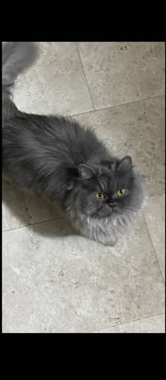 Gray Persian Male Cat