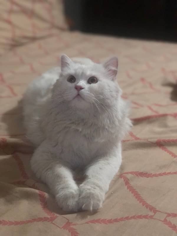 persian male cat for sale 1.5 years age 1