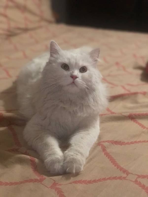 persian male cat for sale 1.5 years age 2