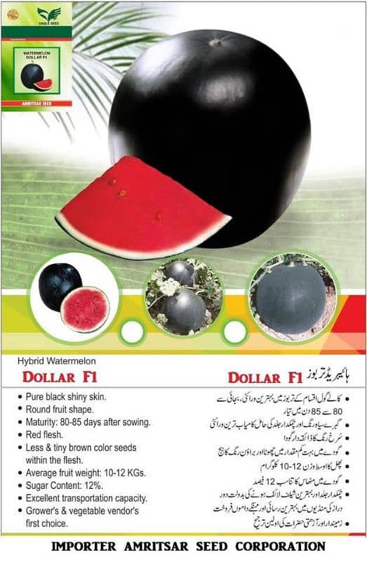 Hybrid watermelon Dollor F1 0