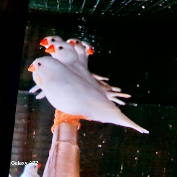 Snow white zebra finches 0