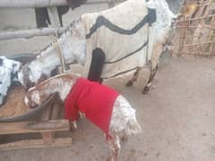 bakri k sath female