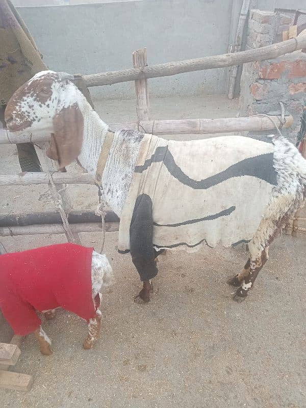 bakri k sath female 1