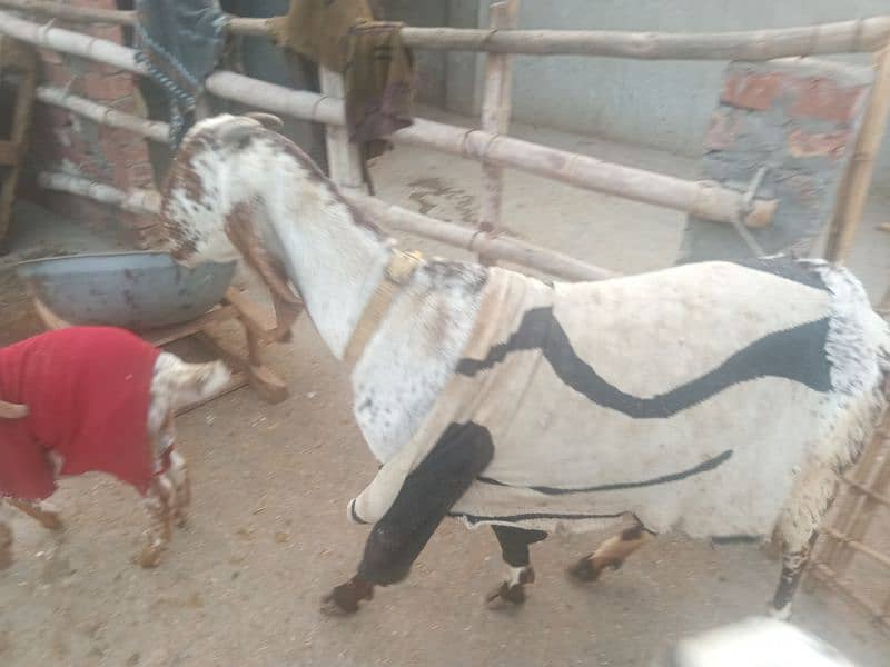 bakri k sath female 4