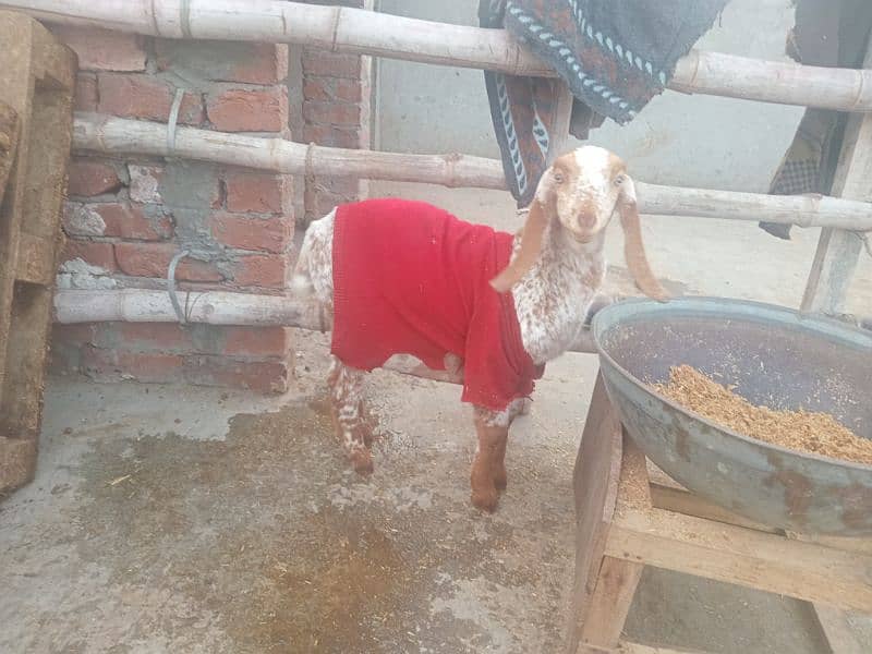 bakri k sath female 5