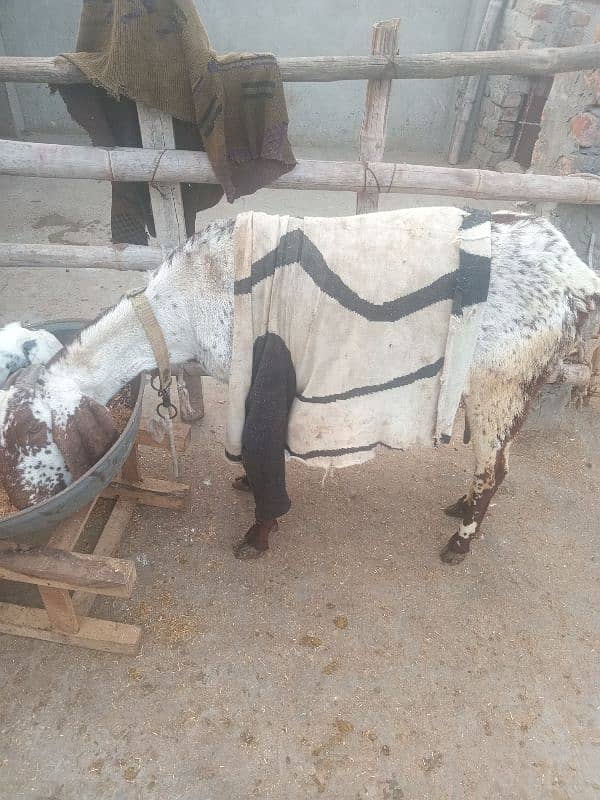 bakri k sath female 7