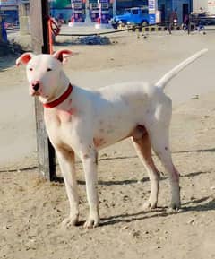 Bully gultair dog / bully gultair breed / bully dog for sale