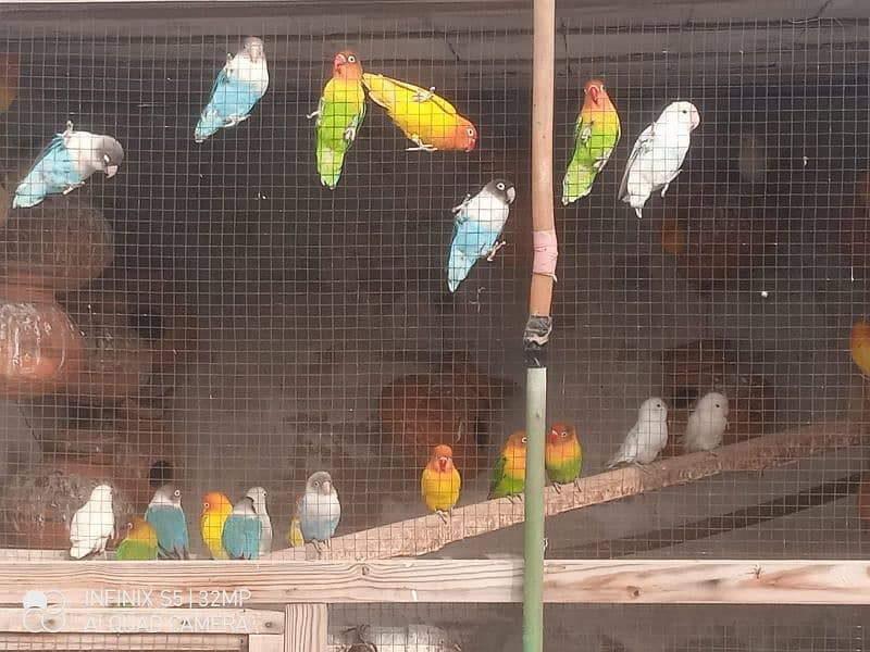 25 exotic and healthy Lovebird pairs 0