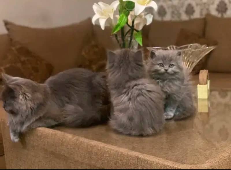 pure Persian breed tripple coated Sami punch face kittens 2