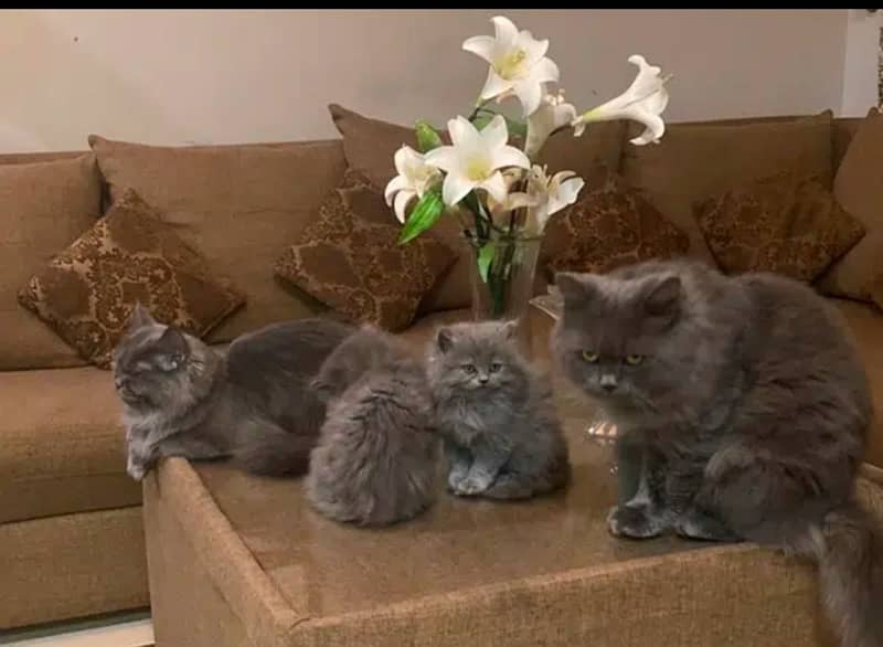 pure Persian breed tripple coated Sami punch face kittens 4