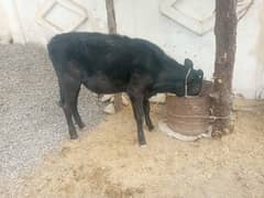 Cow wacha male age 1 year 60000