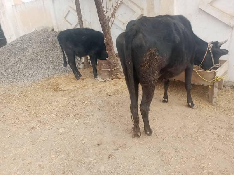 Cow wacha for sale 1