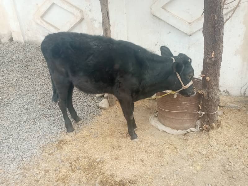 Cow wacha for sale 2