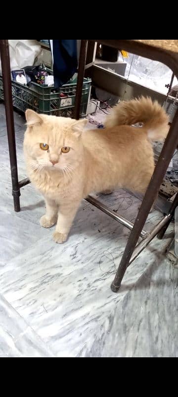 persion cat dol face tripel cort 2 year age male 1