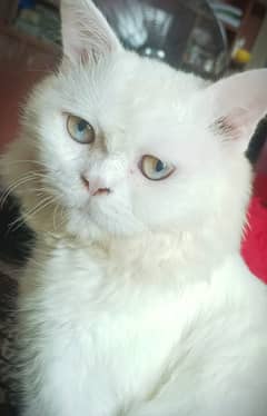 Full White persian cat hai jis ny lni hi whi rbta kry