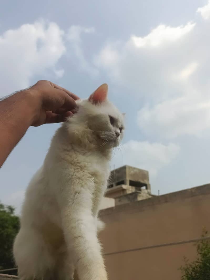 Full White persian cat hai jis ny lni hi whi rbta kry 1