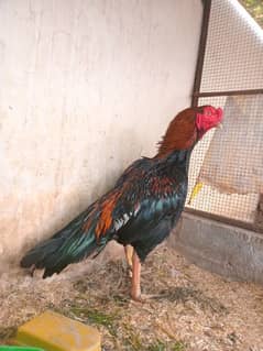 Out class mianwali lakha male for sale