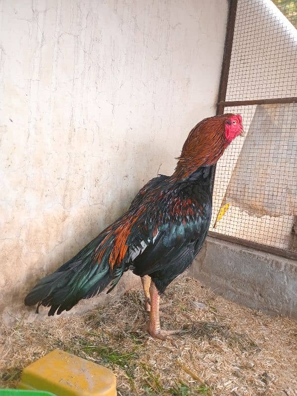 Out class mianwali lakha male for sale 1