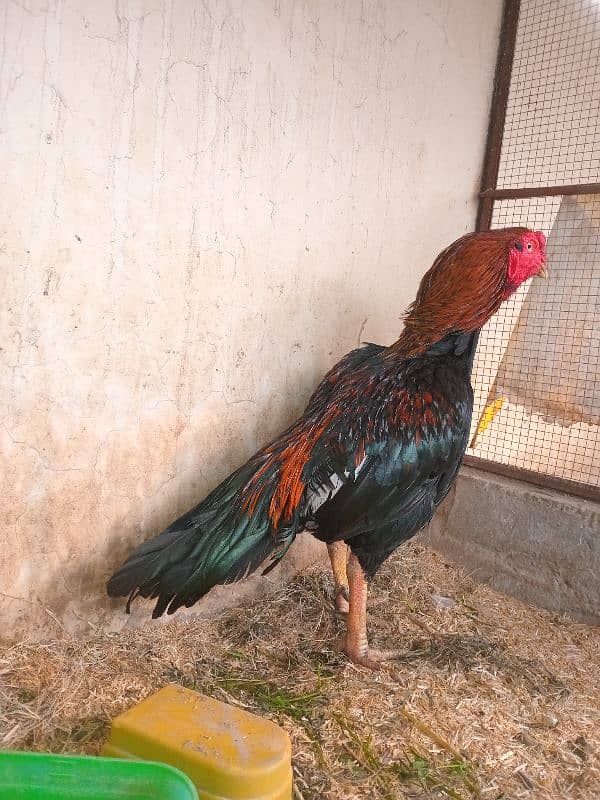 Out class mianwali lakha male for sale 2