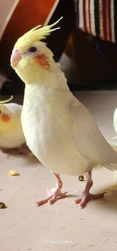 Cockatiel