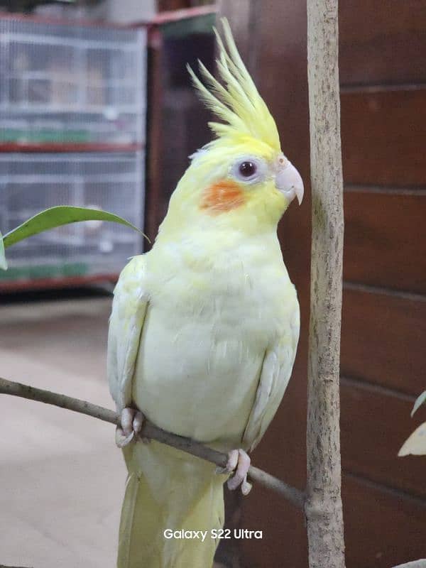 Cockatiel cream pair for sale 3