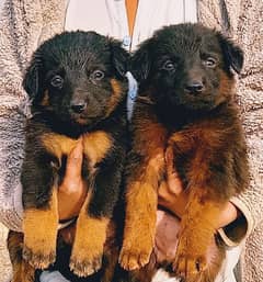 German Shepherd puppies for sale