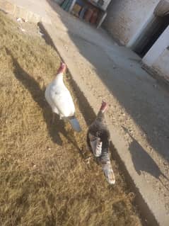 Turkey hen Murghi