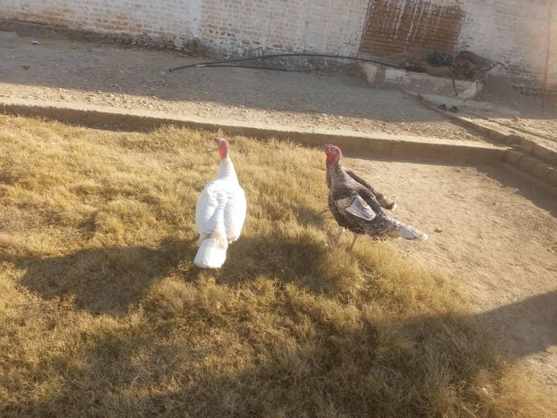 Turkey hen Murghi 1