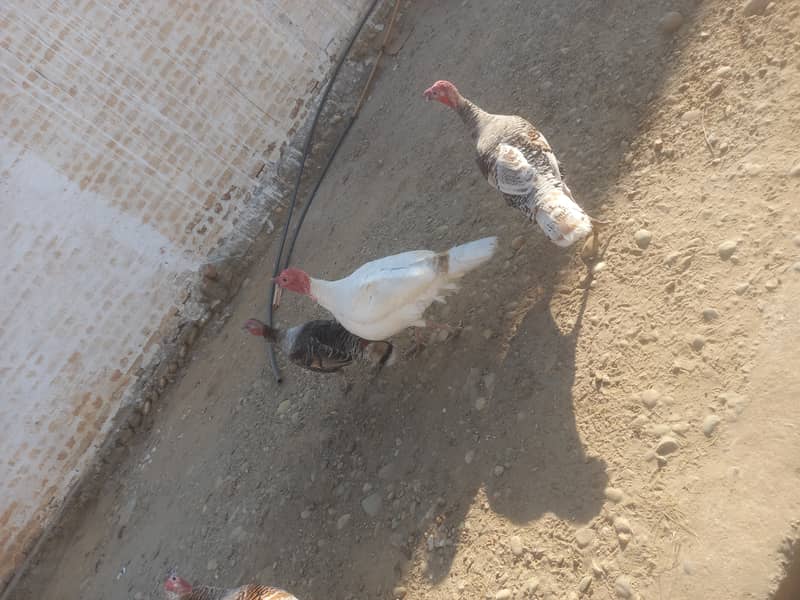 Turkey hen Murghi 4