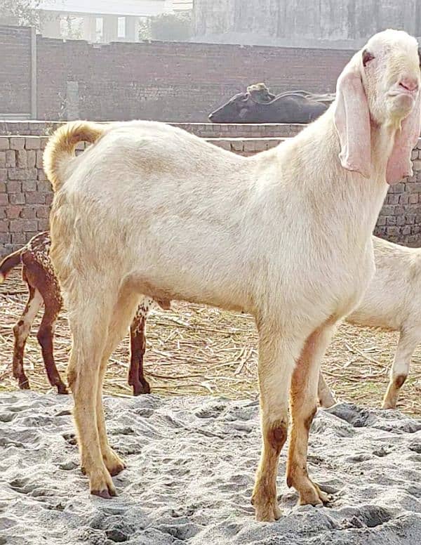 very healthy goat 1