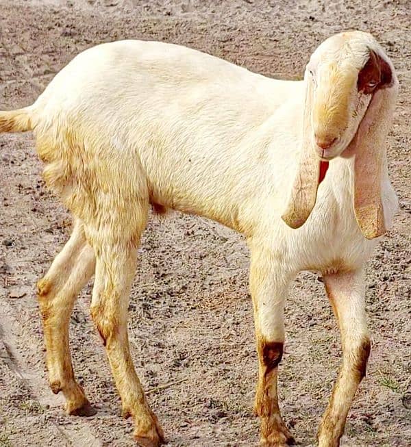 very healthy goat 2