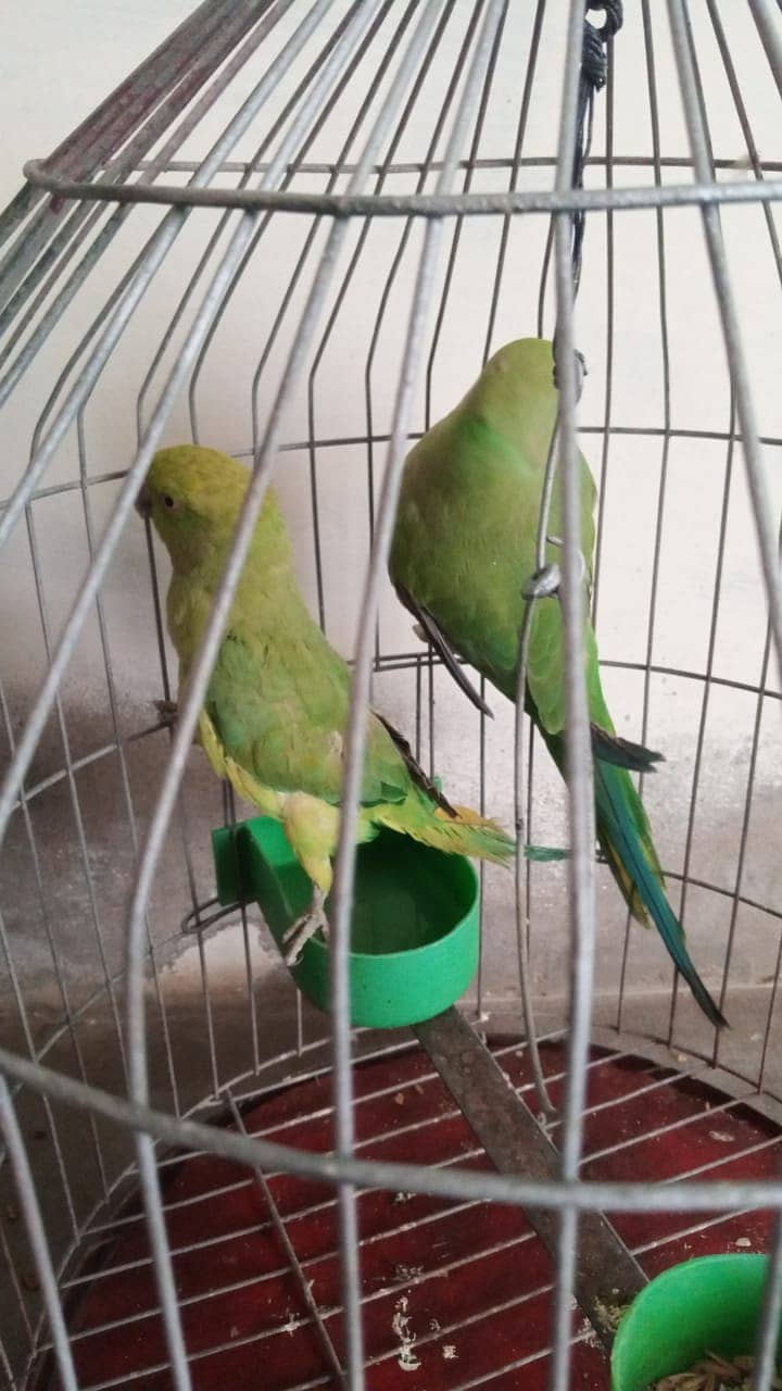 parrots 1