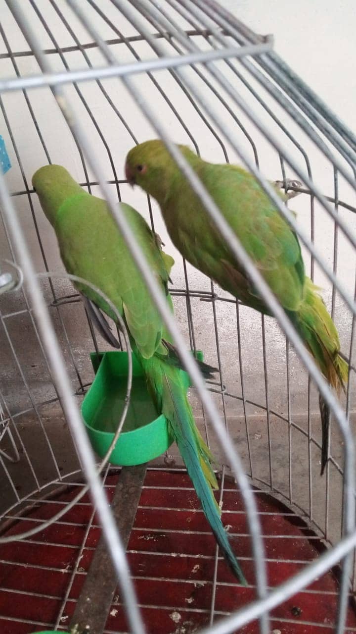 parrots 2