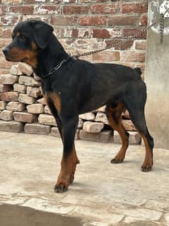 Rottweiler