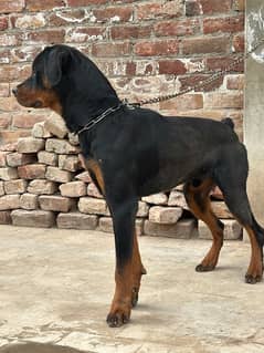 Rottweiler