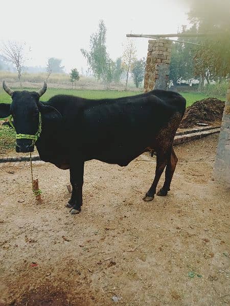 cow for sale. 3month saws 5kg doodh 1