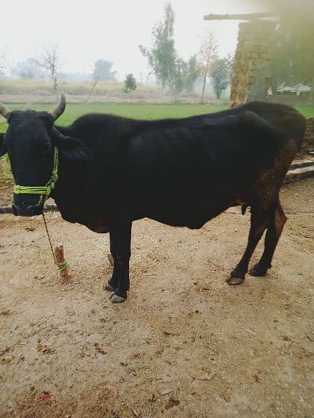 cow for sale. 3month saws 5kg doodh 2