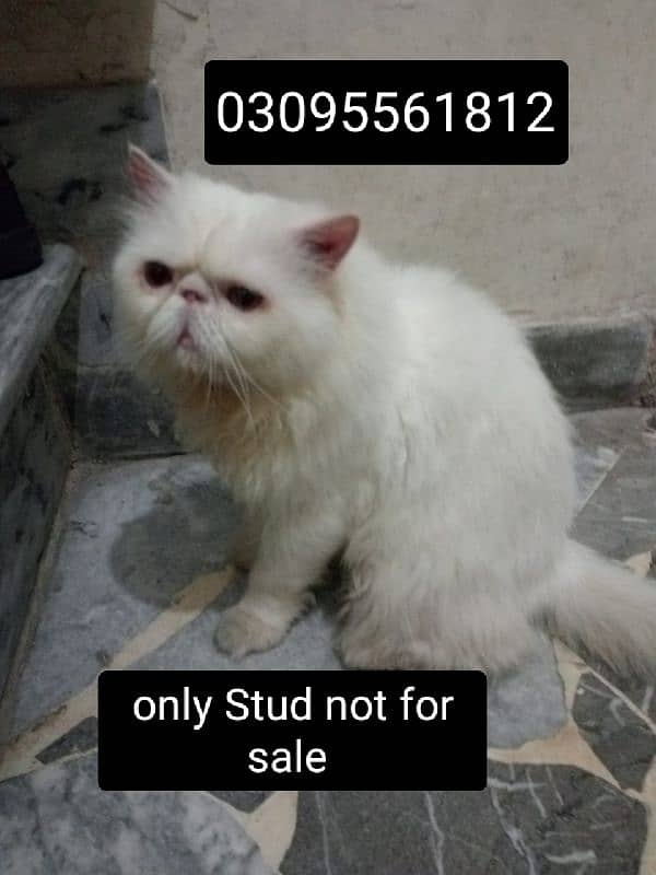 Piki face Male Cat Available For StUd service 0