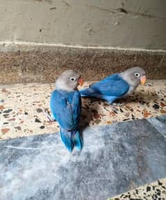 Hand Tame parrot's Lovebird