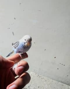 Hand Tame Australian Parrot