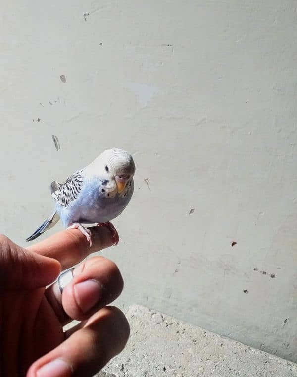 Hand Tame parrot's Lovebird 3